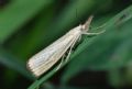 Agriphila straminella